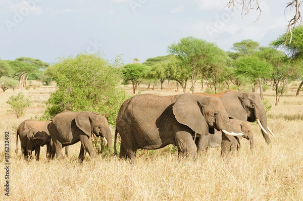 Fototapeta Herd of African Elephant (scientific name: Loxodonta africana, or "Tembo" in Swaheli) on Safari in the Tarangire National park, Tanzania