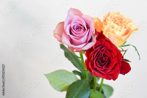 Obraz 三色のバラ