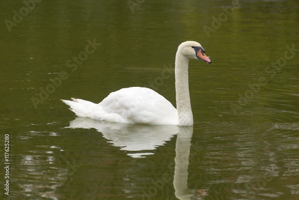 Obraz Swan