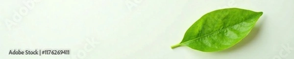 Fototapeta Single green tangerine leaf against a soft white background with subtle gradient effect, still life, flower