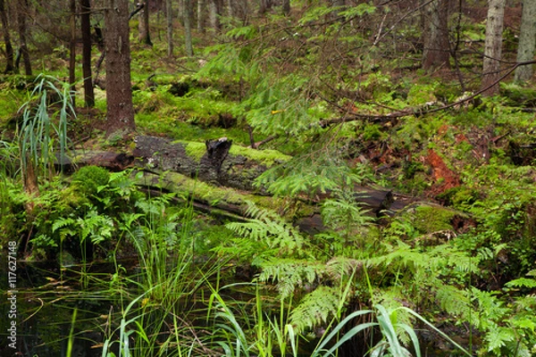 Fototapeta Autumnal view of coniferous stand with little stream