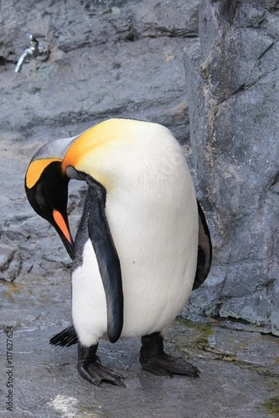 Fototapeta 毛づくろいをするペンギン