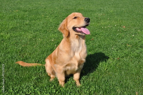 Obraz ゴールデンレトリーバー犬