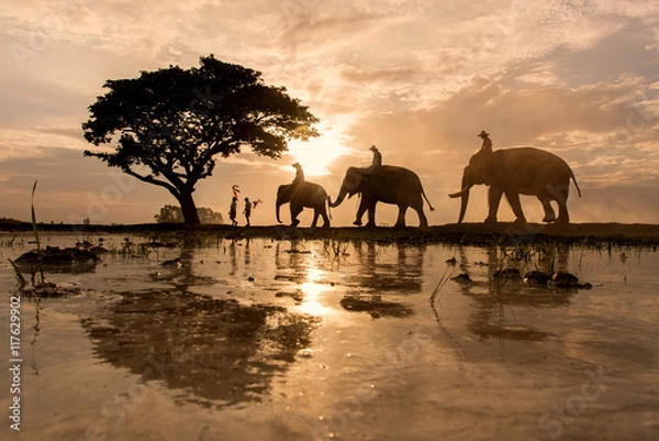 Obraz The shadow of a tree , elephant rice fields .