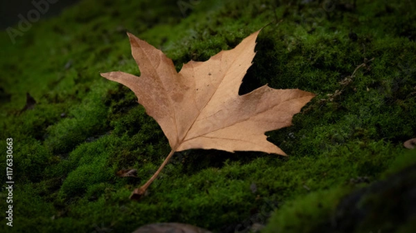 Fototapeta A fall leaf on a fall day