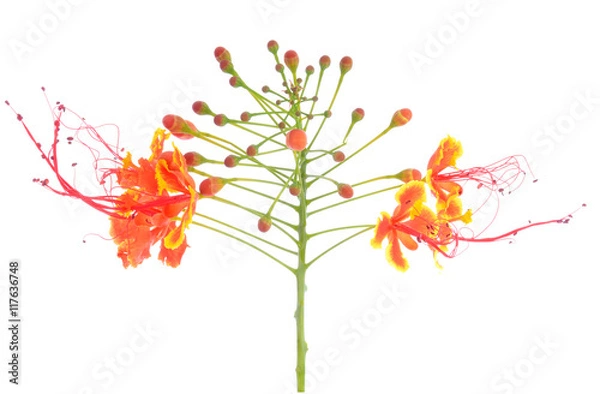 Obraz Mexican Bird of paradise flower (Caesalpinia pulcherrima) also c