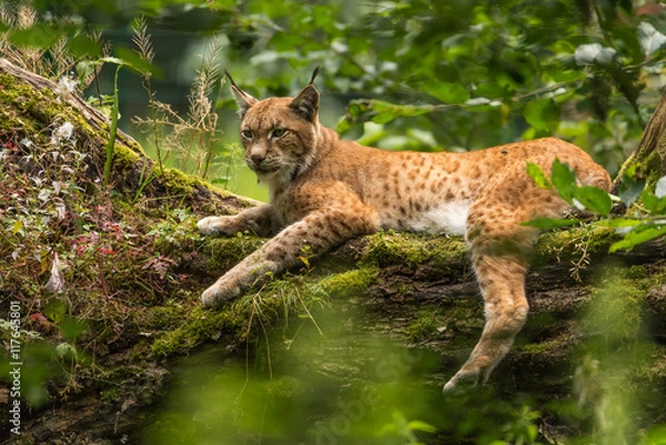 Obraz Luchs auf Baum