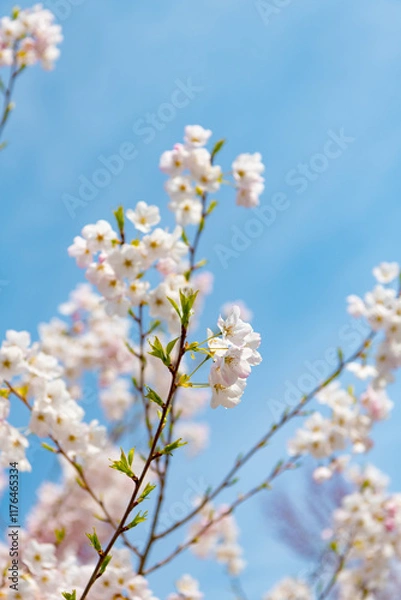 Fototapeta Spring nature. Sakura tree blossom. Beautiful pink spring Sakura flower on a tree. Sakura tree in bloom in spring. Beautiful spring season. Sakura tree blossom petals