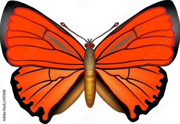 Fototapeta butterfly