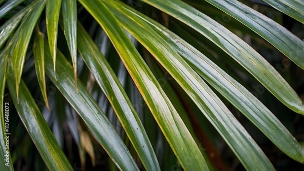 Fototapeta Quindio Wax Palm Leaves in Focus: A Detailed Look at Nature’s Texture