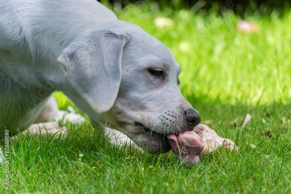 Fototapeta Labrador Retriever Hud Welpe frisst im Garten einen Knochen mit Fleisch dran