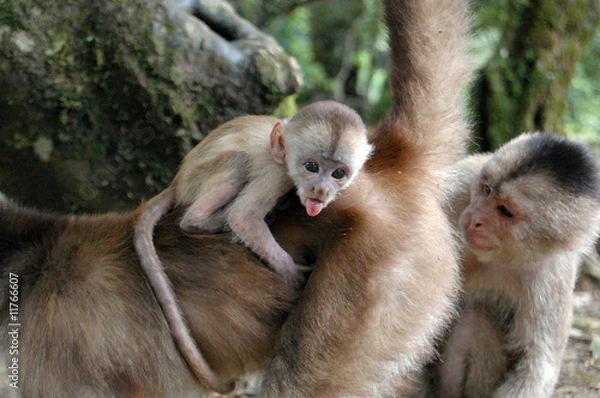 Fototapeta Baby monkey
