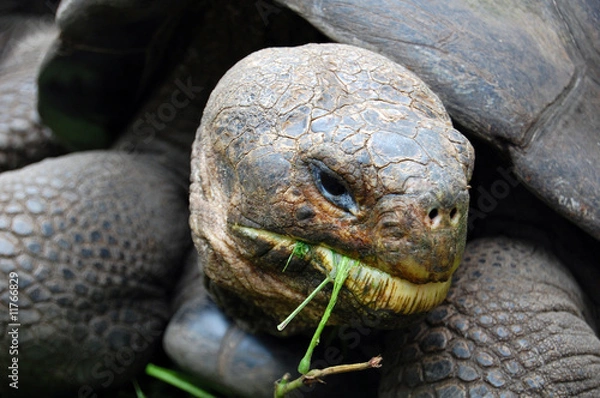 Fototapeta Giant Galapagos Tortoise