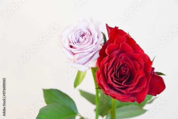 Fototapeta 紫と薔薇の赤