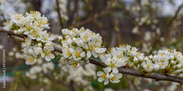 Obraz Flowers of the berry bush "Plum" close-up in spring