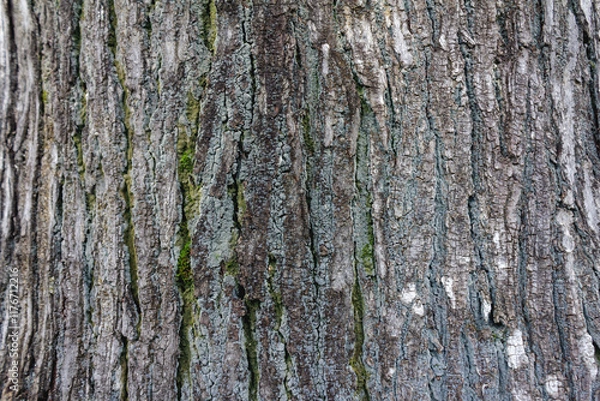 Fototapeta Mahogany Tree Bark Textures