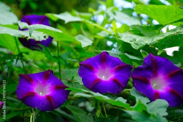 Obraz 紫色の昼顔の花