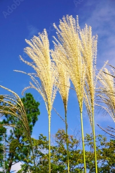 Obraz 青空に映えるススキの穂