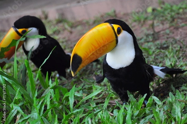 Obraz Amazon Toucans 4