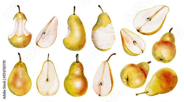 Fototapeta Large set of pears. Juicy ripe fruits. Different types of pears. Cut, eaten and bitten fruits. Yellow with red. juicy pulp and maligner black seeds. Watercolor illustration without background