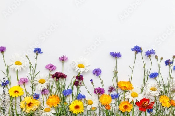 Obraz Flowers on white background. Top view, flat lay