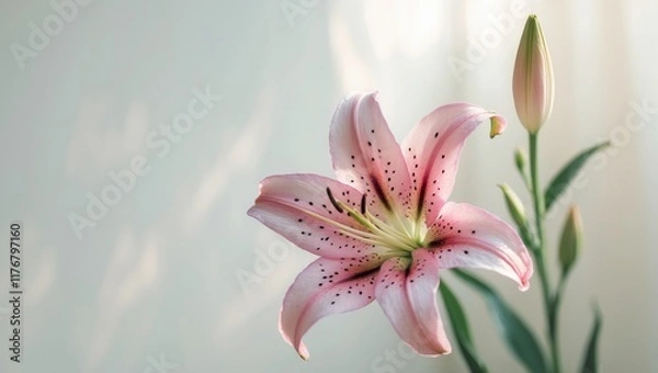Fototapeta A Delicate Pink Lily Flower With Dark Spots