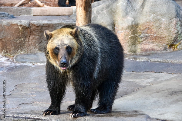 Obraz 日本最大の陸生哺乳類　大迫力ヒグマ
