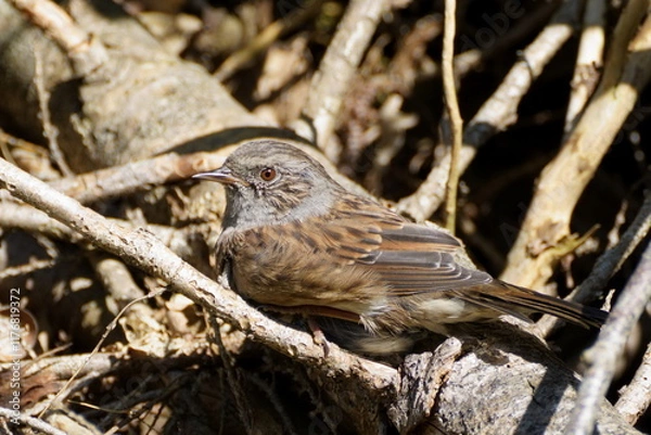 Fototapeta dunnock close up sunbath