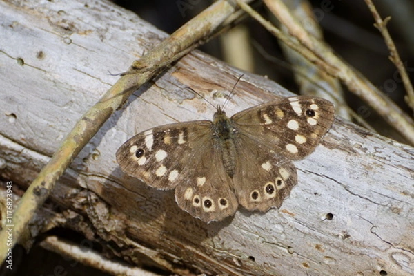 Fototapeta meadow brown sunbath