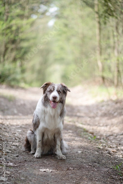 Obraz A border collie dog looks into the camera. The dog sits up and smiles.