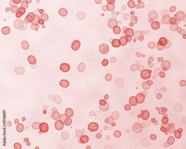 Obraz Red blood cells