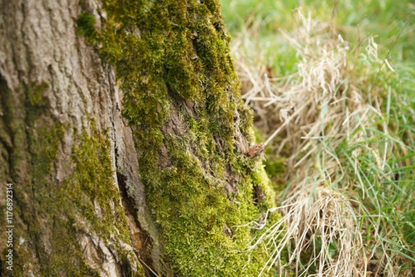 Fototapeta Close-up view of a moss-covered tree trunk in a grassy environment during daylight hours