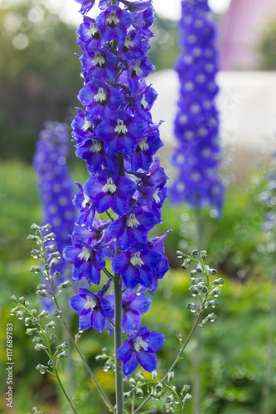 Fototapeta Bright blue delphinium flower in garden