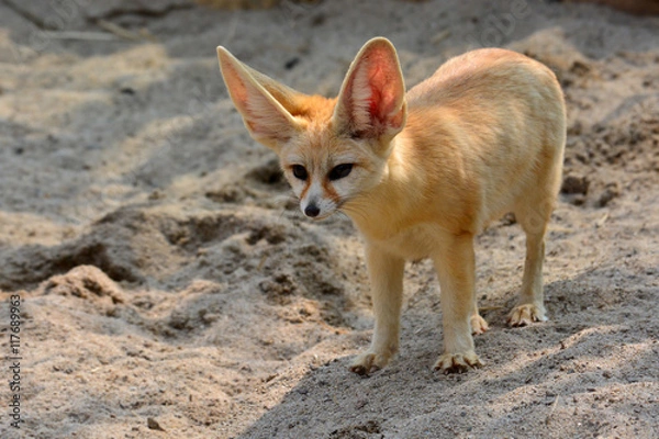 Fototapeta Beautiful Fennec Fox