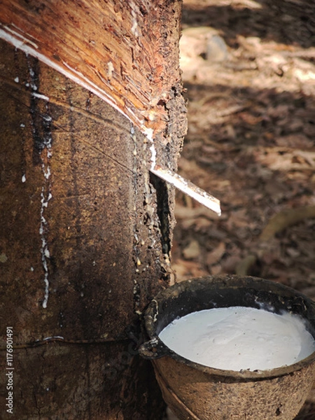 Obraz fresh rubber in plastic bowl