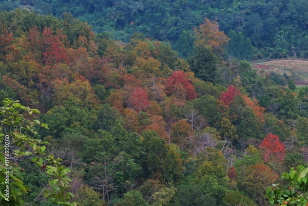 Fototapeta Autumn forest landscape with red, green and yellow leaves on mountain