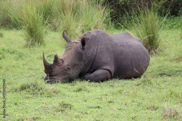 Fototapeta Close-up of a wild wide-mouthed rhino with horn intact laying down in the grassland of Uganda at Ziwa Rhino Sanctuary