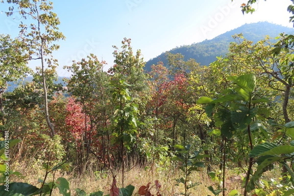 Fototapeta Autumn forest landscape with red, green and yellow leaves on mountain