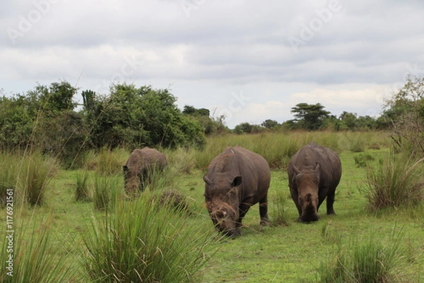 Fototapeta Herd of wild rhinos grazing and walking around Ziwa Rhino Sanctuary in Uganda