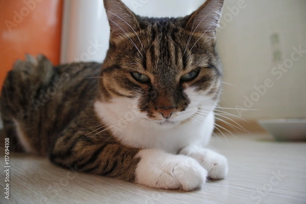 Obraz Кошка отдыхает после еды