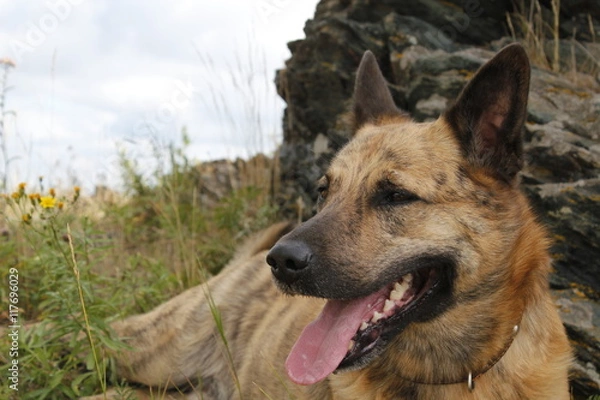 Obraz собака с открытой пастью