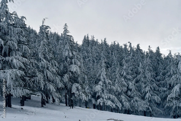 Fototapeta Scenic view of snow covering Blue Atlas Cedar trees in Chelia Mountain in Algeria