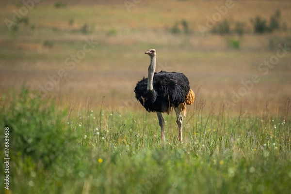 Fototapeta An ostrich in the grass