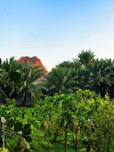Obraz trees in the mountains