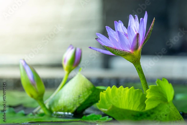 Fototapeta The egyptian lotus (Nymphaea nouchali var. caerulea), Also known as: Frog's pulpit, Blue Egyptian lotus, Sacred blue lily of the Nile, Sacred blue lily photographed while blooming in a wide pots