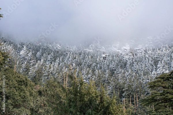 Fototapeta Scenic view of snow covering Blue Atlas Cedar trees in Chelia Mountain in Algeria