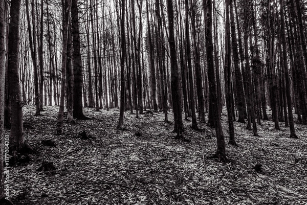 Fototapeta Landscapes - Forest - Europe, Romania, Suceava region 