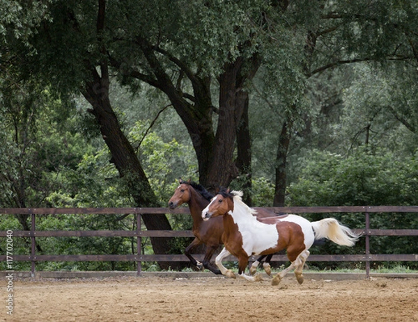 Fototapeta Piebald and brown horses run on the threes background