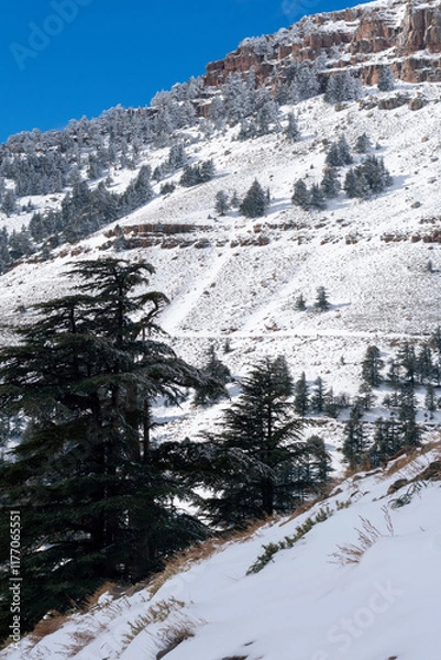 Fototapeta Scenic view of snow covering Blue Atlas Cedar trees in Chelia Mountain in Algeria