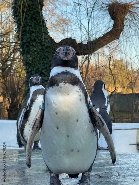 Obraz penguin 